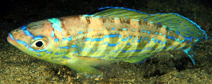 Spicara smaris_004